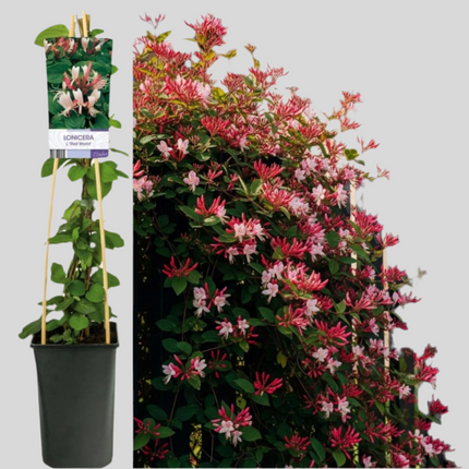 MANA MAICII DOMNULUI (LONICERA JAPONICA) RED WORLD LA GHIVECI