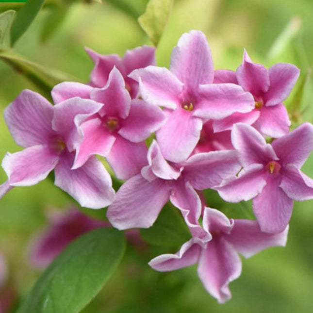 IASOMIE ROZ LA GHIVECI “Summer Scent”