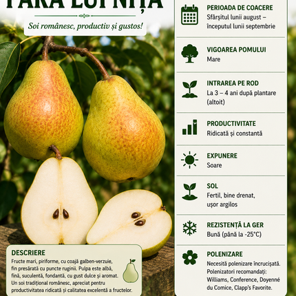 PĂR " PARA LUI NIȚĂ "