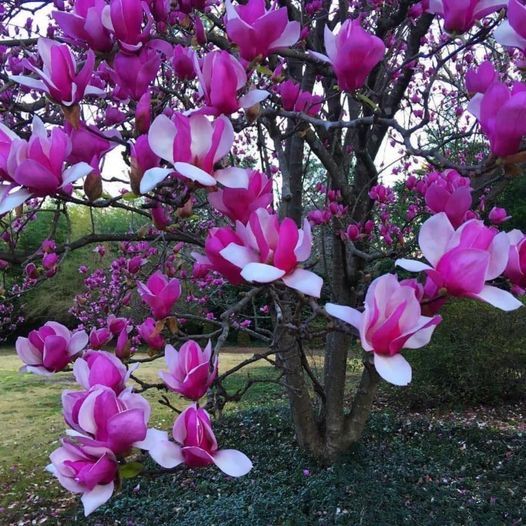 Magnolia Old Port ghiveci, 80-100cm