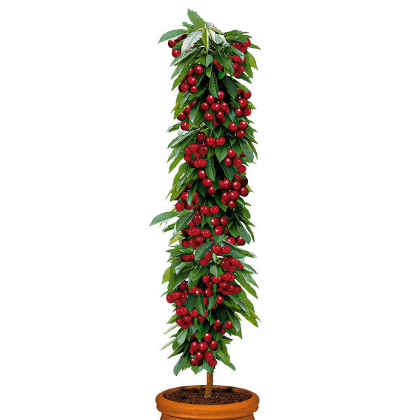 Visin Columnar Rubina