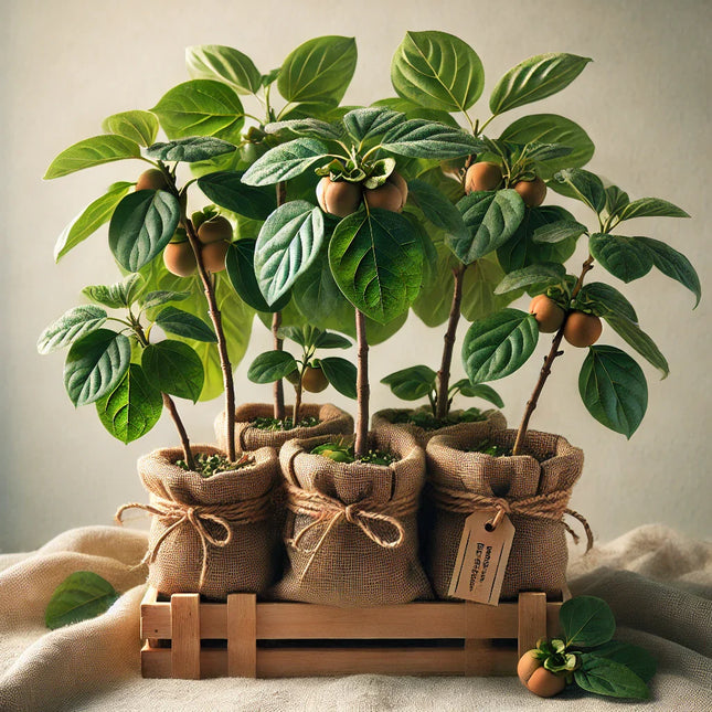 Butaș de Kaki (Diospyros Kaki)