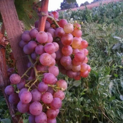 Viță de vie Bakator
