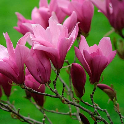 Magnolia Purple Ann ghiveci, 80-100 cm