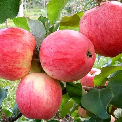 Mar Red Melba