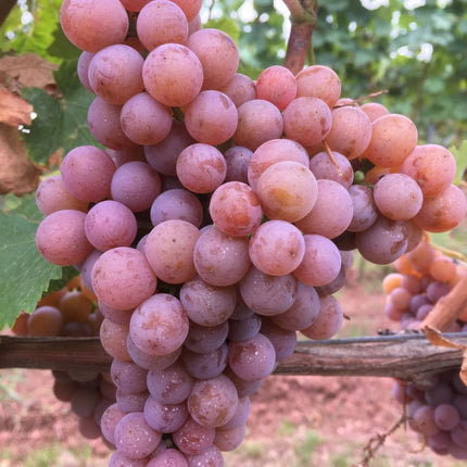 Vita de vie Traminer roz