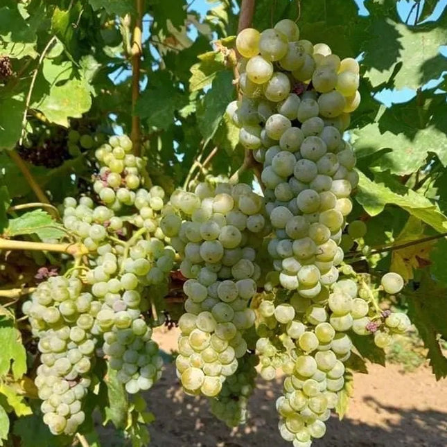 Vita de vie Feteasca Alba