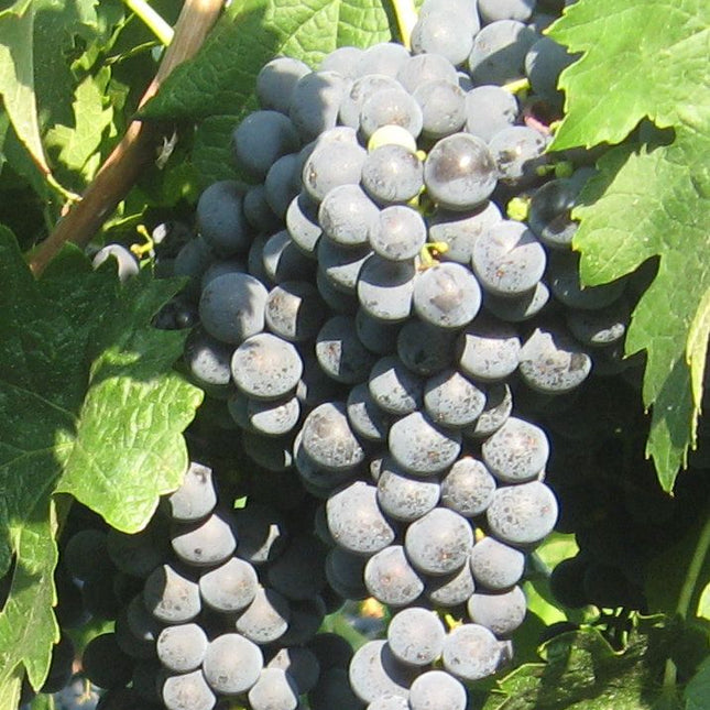 Butasi Vita de vie Merlot