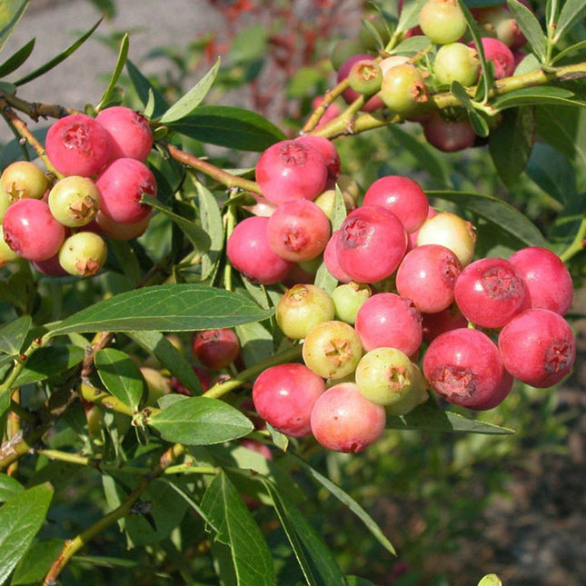 Afin Pink Lemonade
