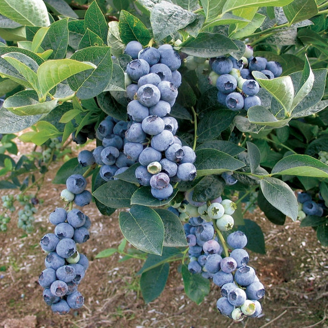 Afin Blue Gold