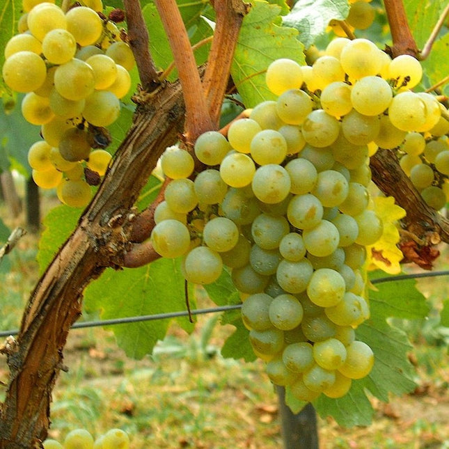 Butasi vita de vie Chardonnay