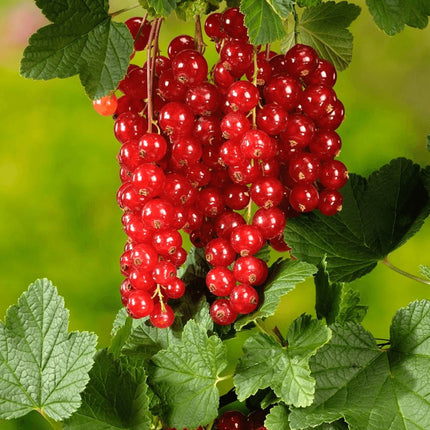 Coacaz Rosu Tufa