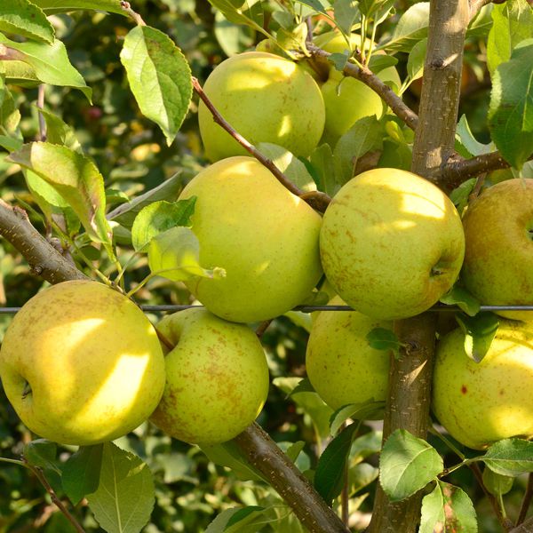 Mar Red Delicious