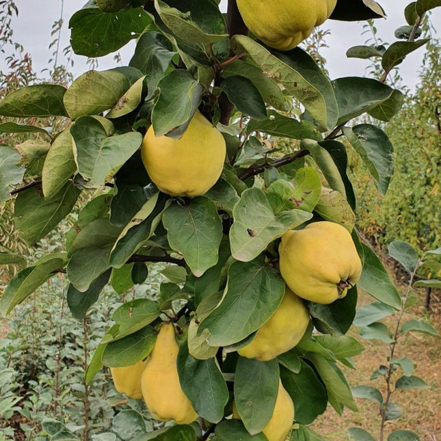 Gutui Aurii