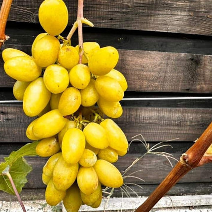 Viță de vie Banana