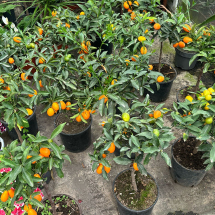 Mandarin - calitate superioara