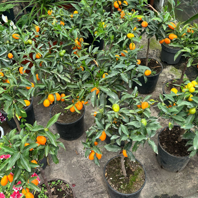 Mandarin - calitate superioara