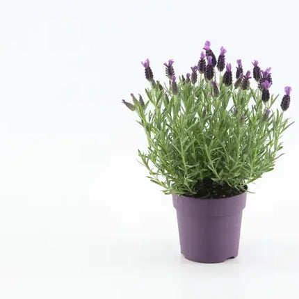 Levantica violet, in ghiveci
