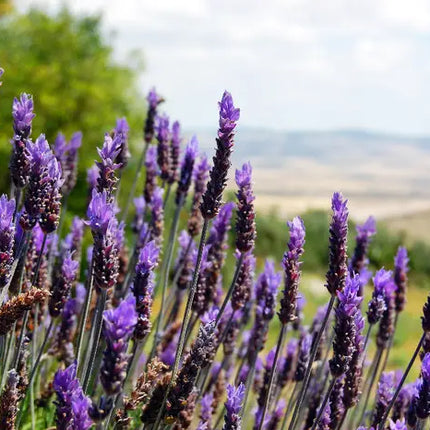 Lavanda in ghiveci 17 cm