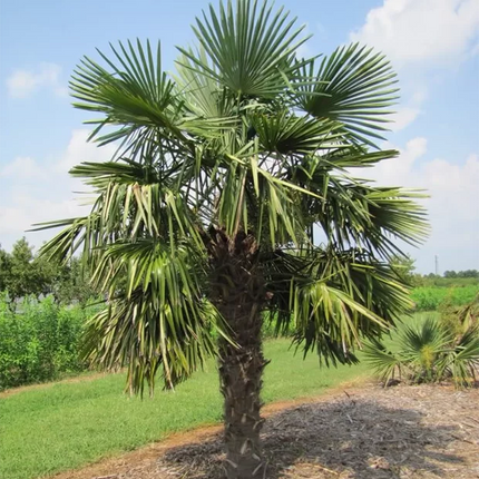 Palmier – Trachycarpus Fortunei