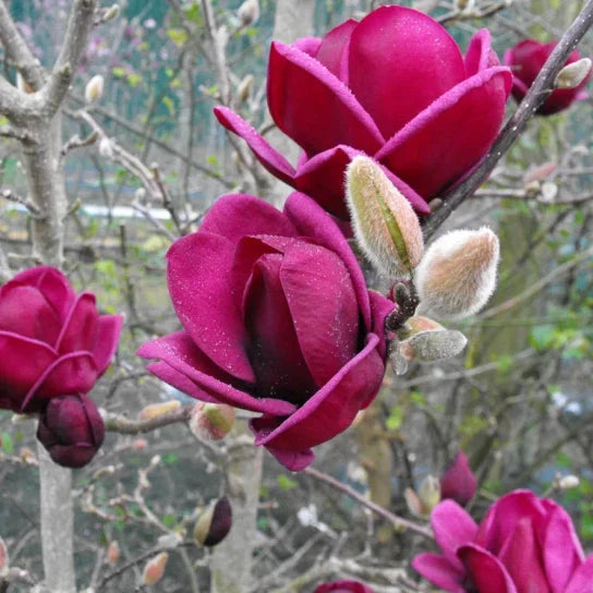 Magnolia Genie Mov ghiveci, 80-100 cm