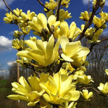 Magnolia Galbena ghiveci, 80-100 cm
