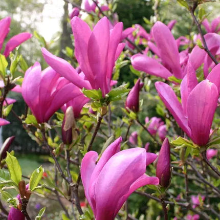 Magnolia Nigra Roz ghiveci, 80-100 cm
