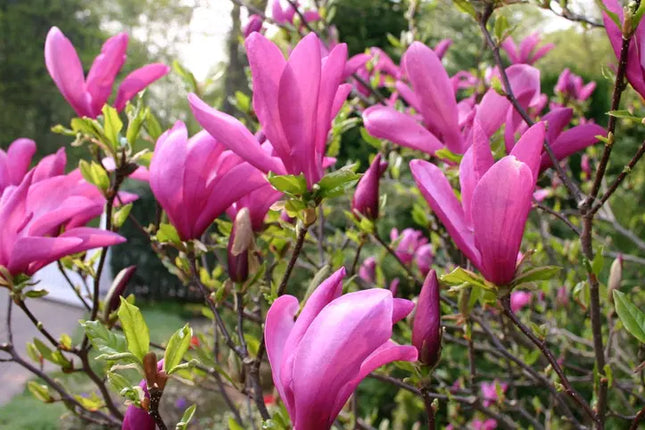 Magnolia Nigra Roz ghiveci, 80-100 cm