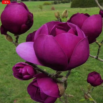 Magnolia Black Tulip ghiveci, 80-100 cm