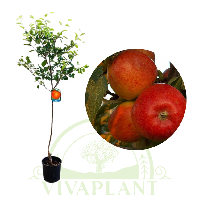 Mar Braeburn