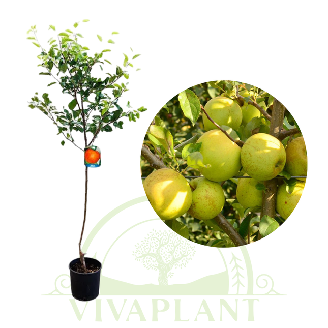 Mar Golden Delicious
