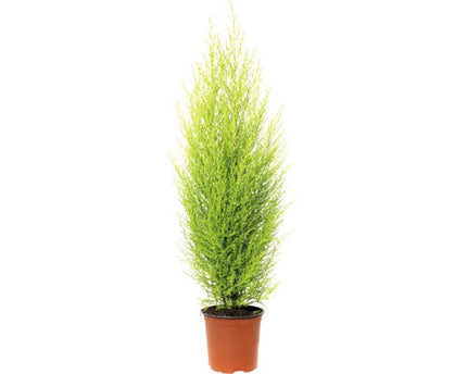 Cupressus macrocarpa ‘Goldcrest Wilma’ H 50-60 cm ghiveci Ø 14 cm