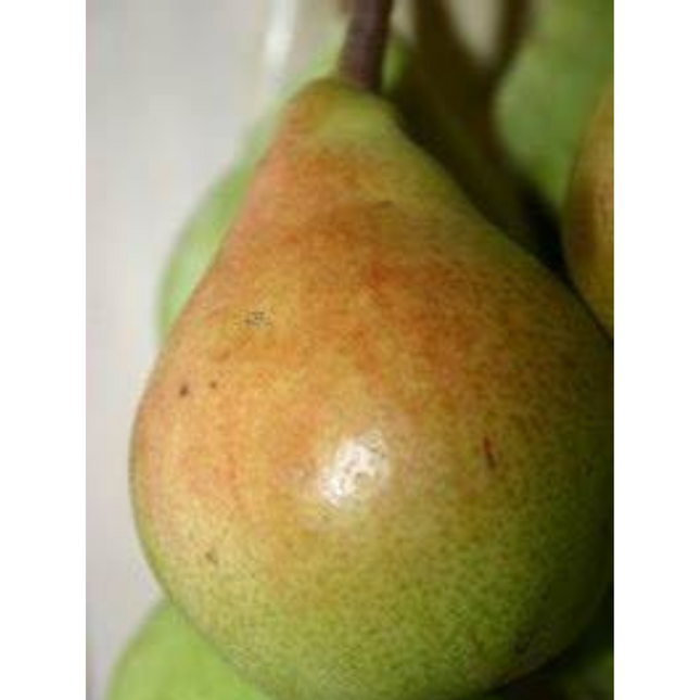 Par Pergamut - Bergamot Columnar