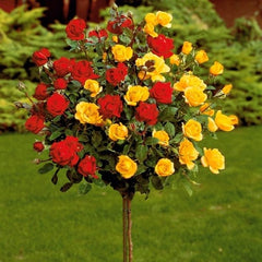 Collection image for: Flori